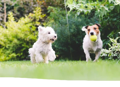 two-dogs-playing-ball-260nw-299159474